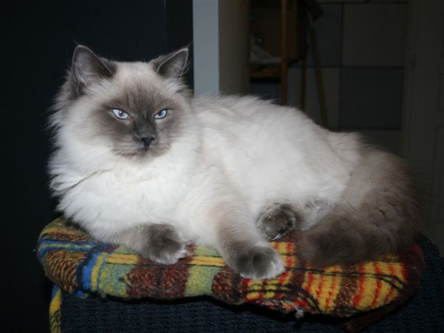 eliot
